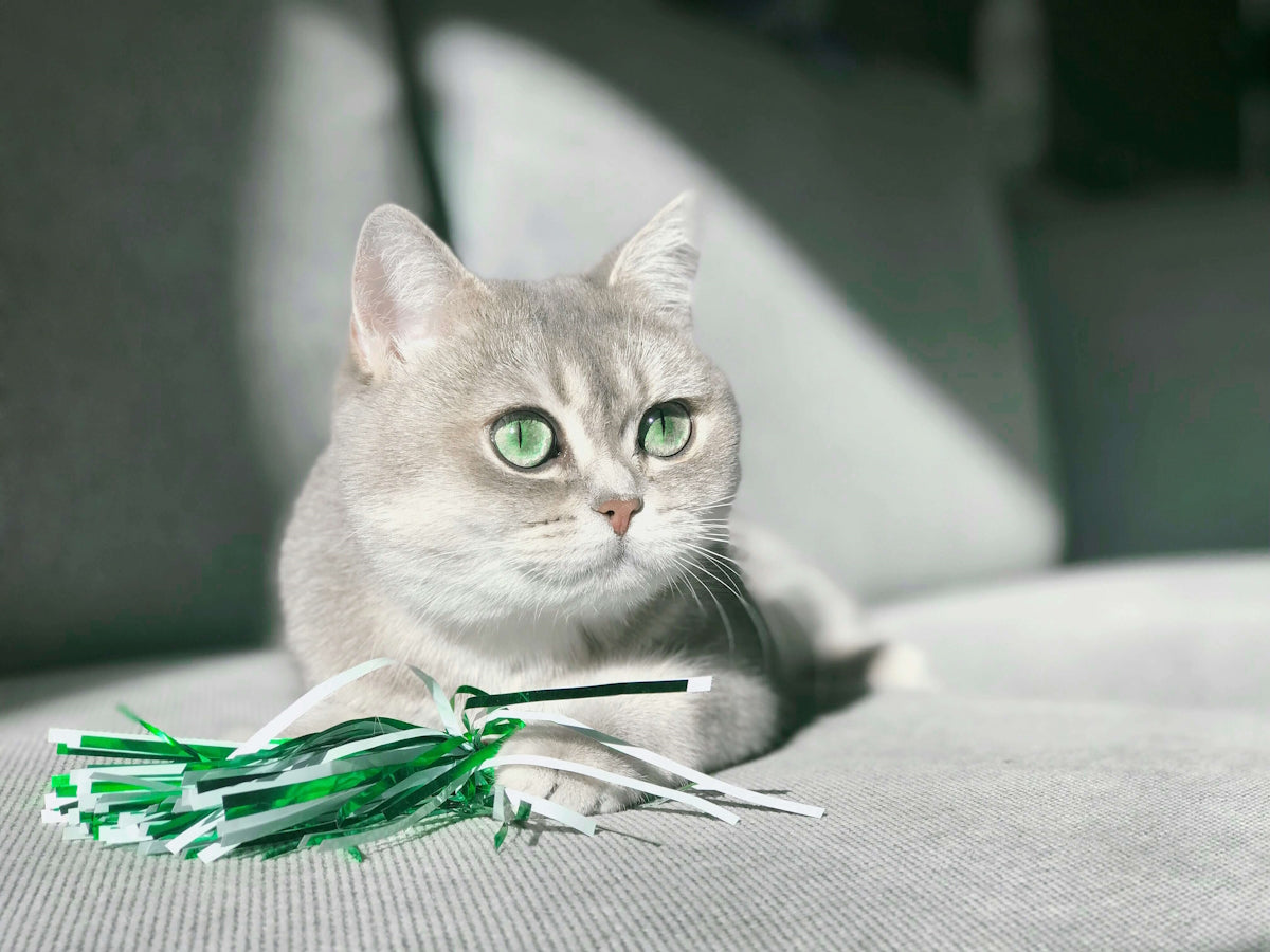 Cat supplies