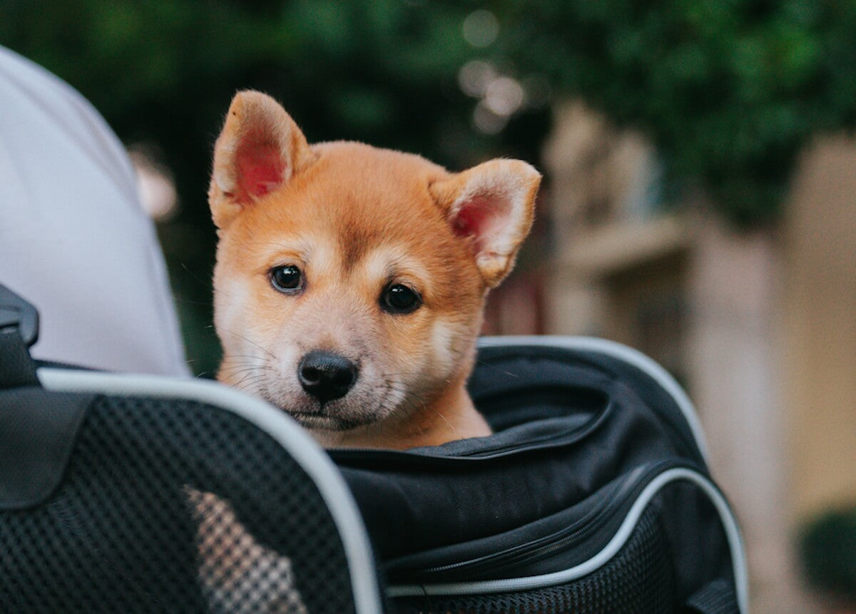 Pawjoy_Dog supplies